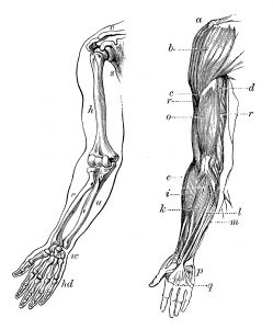 Antique medical scientific illustration high-resolution: arm bones and muscles