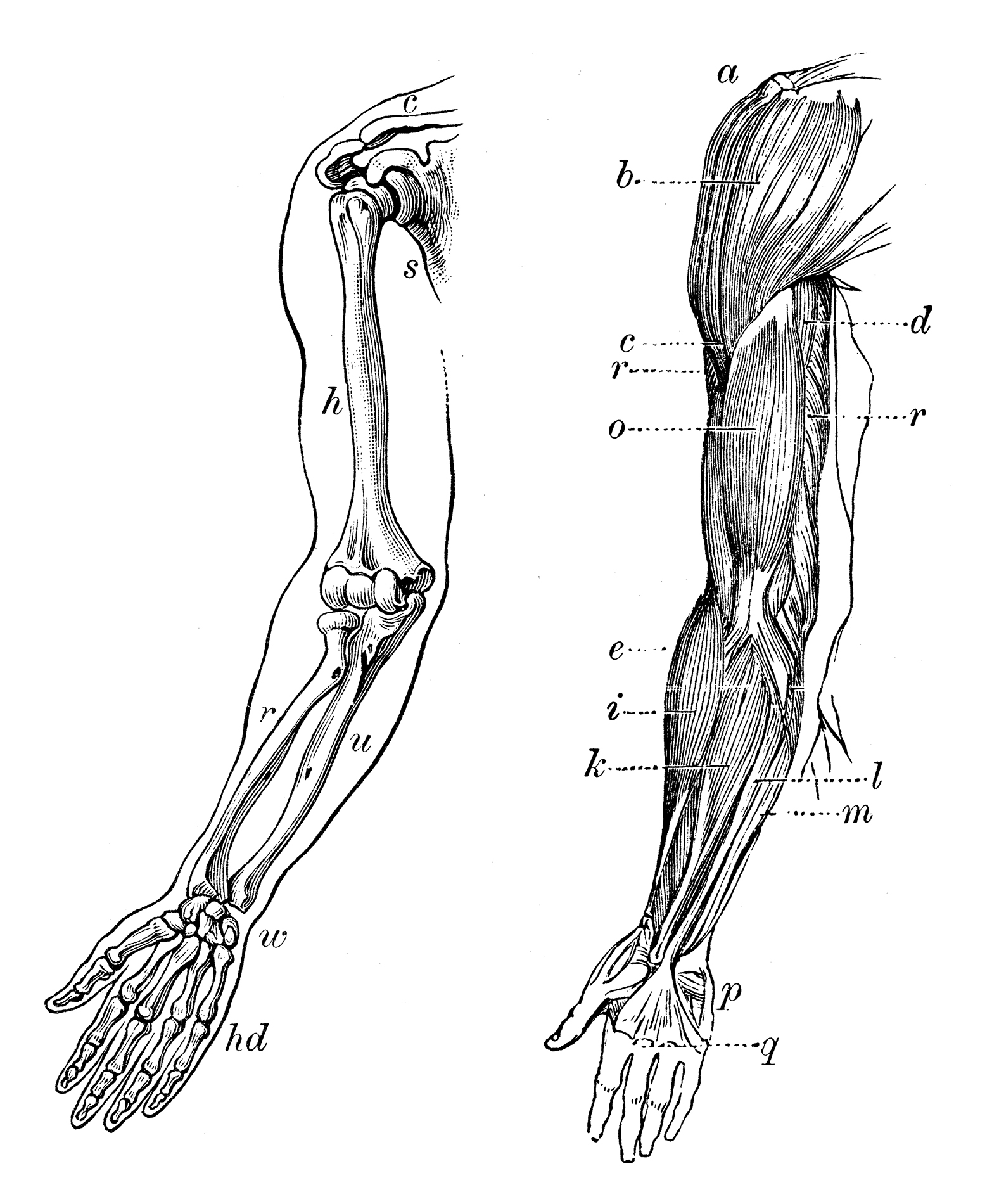 Antique medical scientific illustration high-resolution: arm bones and ...