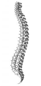 Human anatomy scientific illustrations: Spine